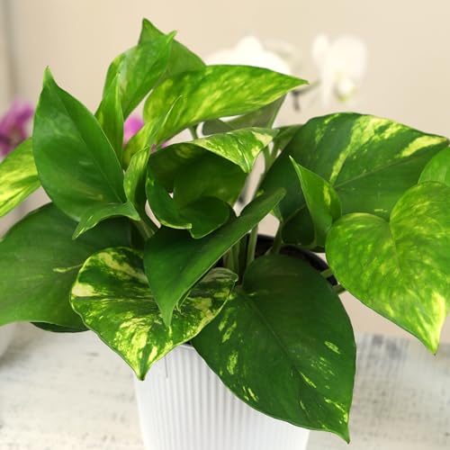 Plants for Pets Golden Pothos displayed on a shelf adds soothing greenery.
