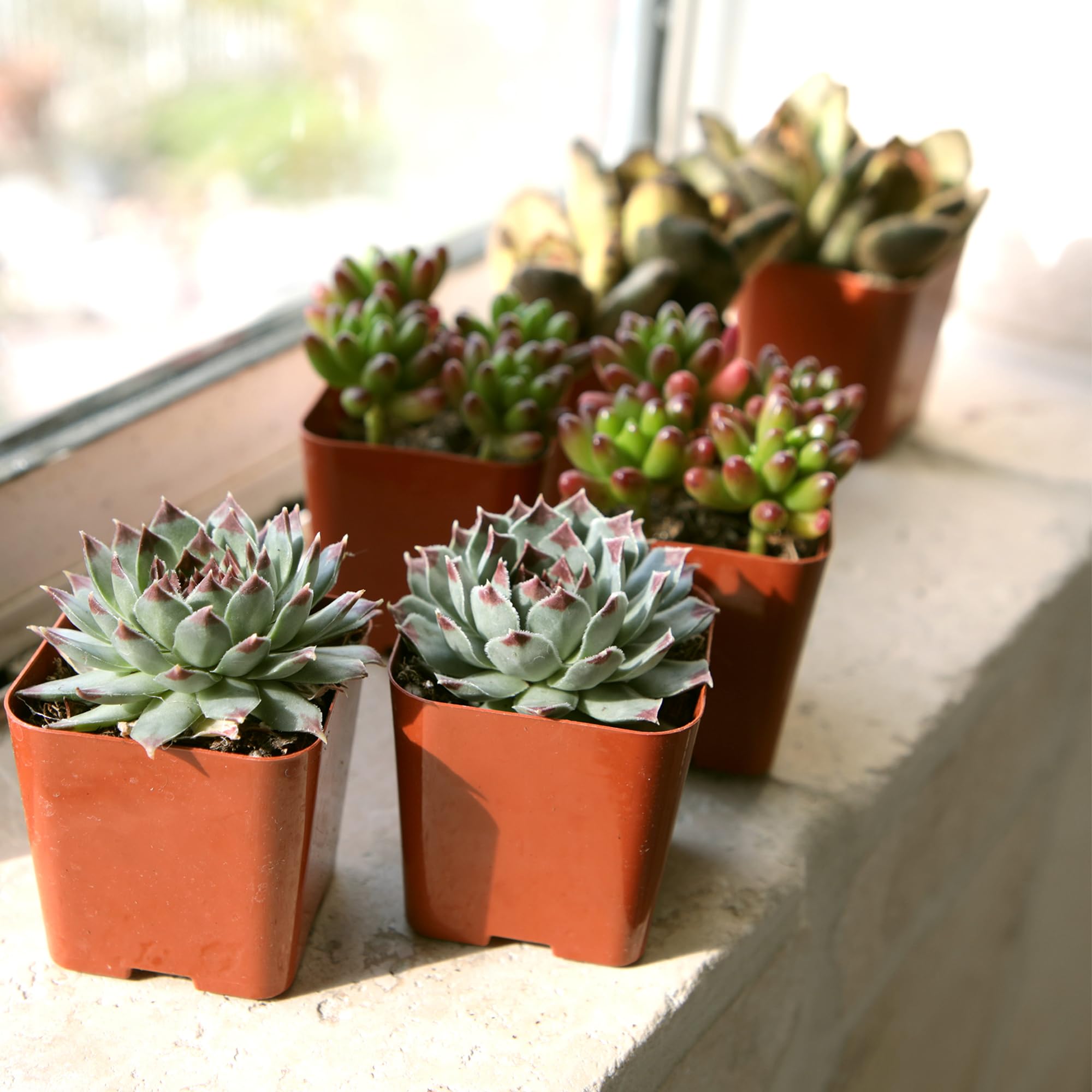 Plants for Pets graptosedum succulent variety adds color gradients indoors.