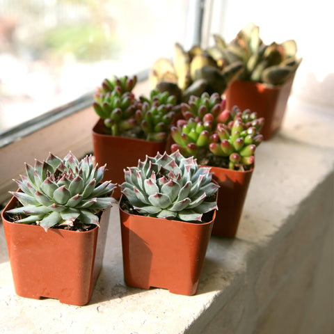 Plants for Pets graptosedum succulent variety adds color gradients indoors.