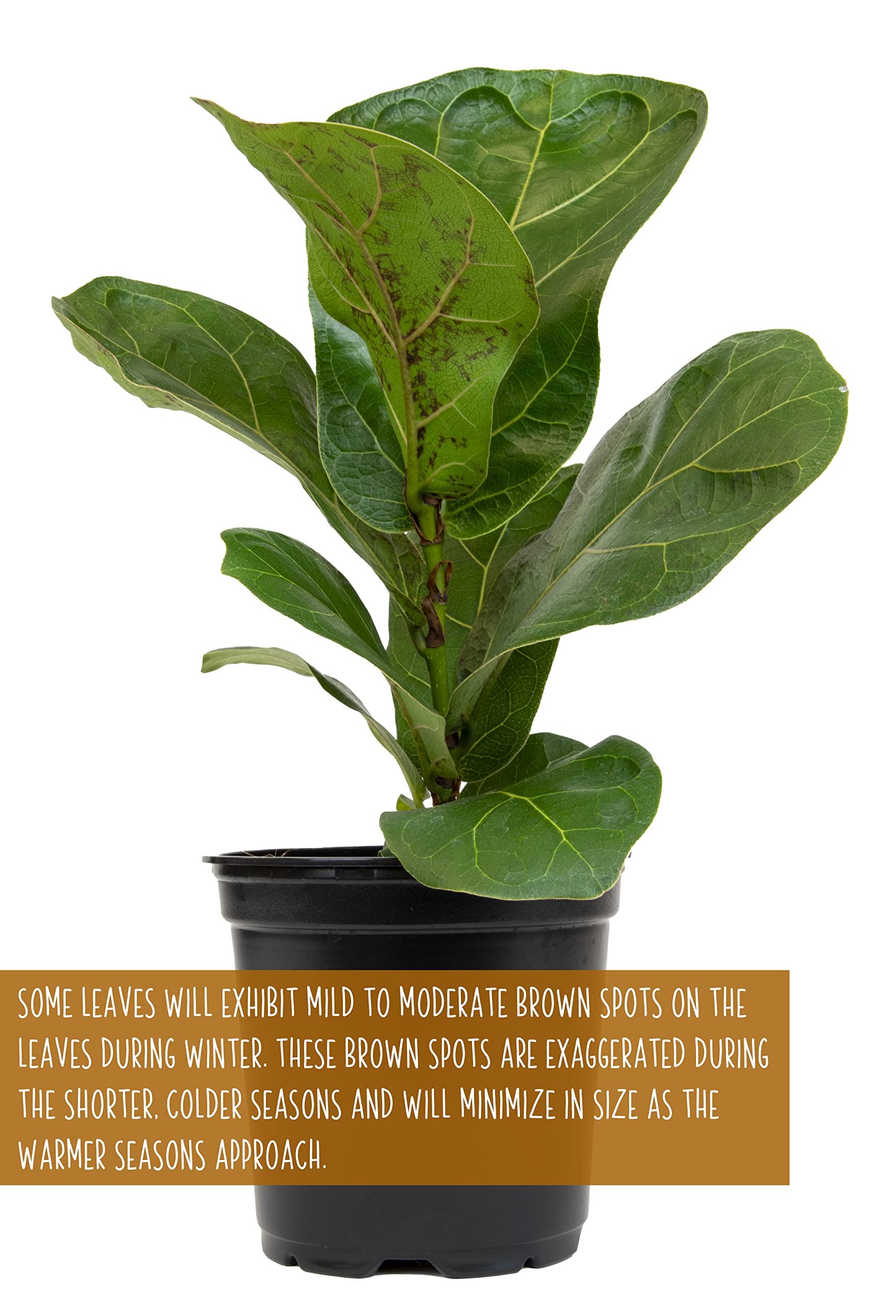 Plants for Pets green fiddle-leaf fig leaves ideal for tropical-inspired home decor