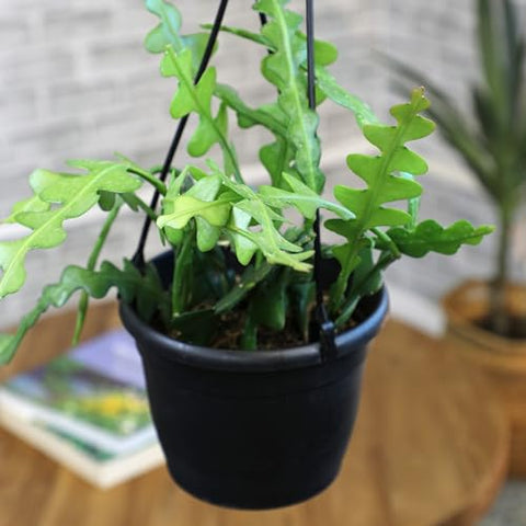 Plants for Pets Hanging Epiphyllum display with cascading stems.