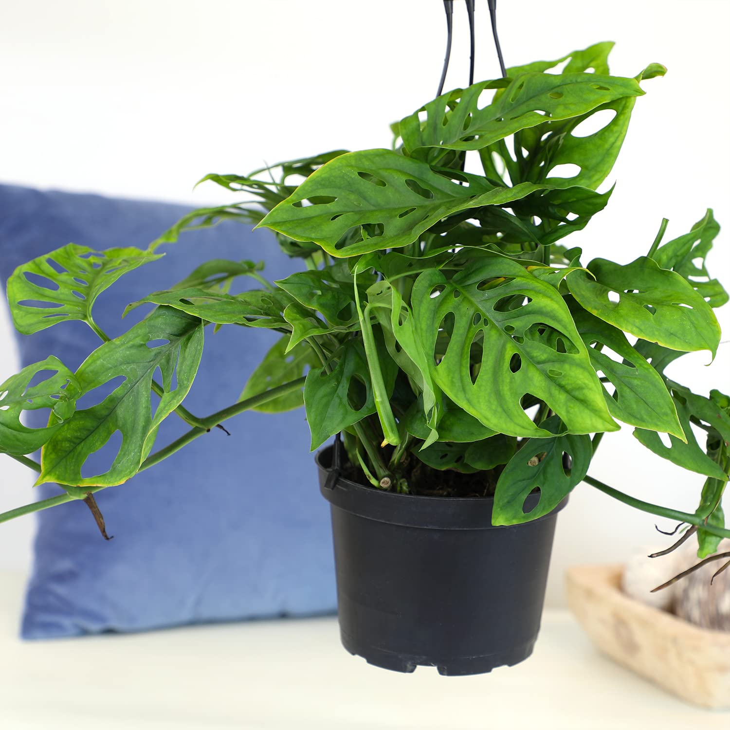 Plants for Pets Adansonii hangs as a graceful planter display with natural airiness