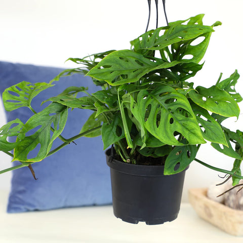 Plants for Pets Adansonii hangs as a graceful planter display with natural airiness