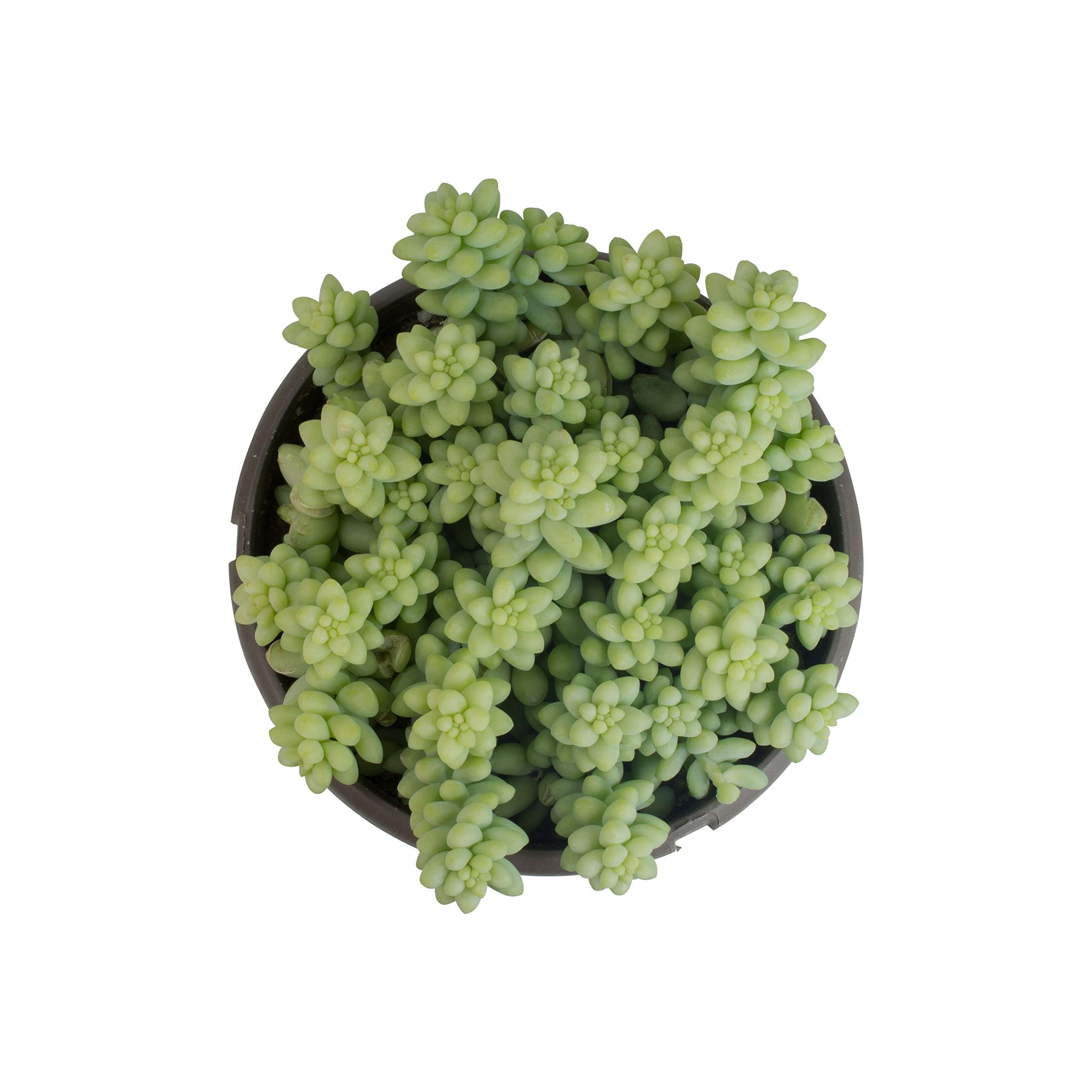 Plants for Pets Hanging succulent decor ideal for offices and living rooms.
