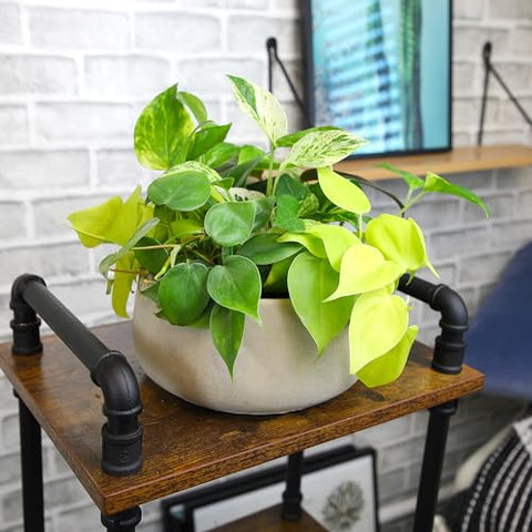 Hawaiian pothos variety with vibrant variegation enhances bright corners.