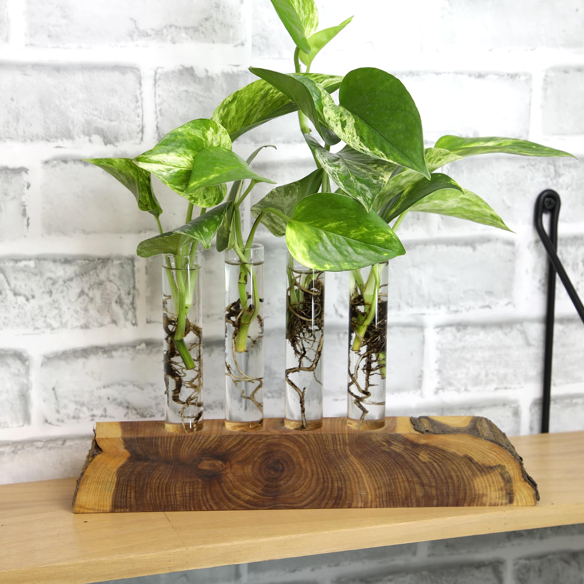 Heartleaf Philodendron offers lush foliage for shelves and tabletops.