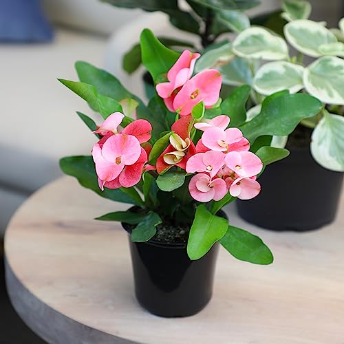 Plants for Pets indoor desk plant brightens workspaces with low maintenance