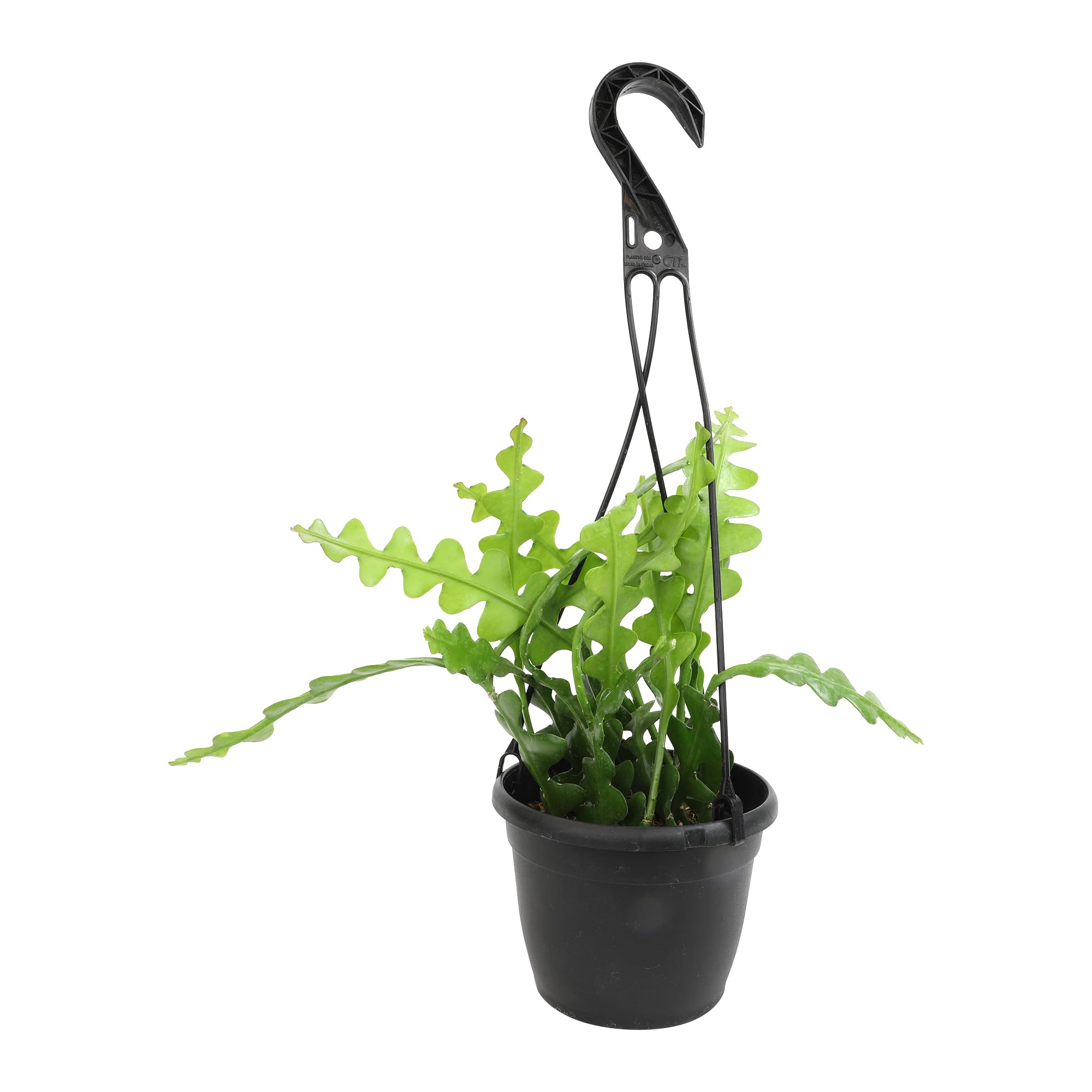Plants for Pets Indoor Epiphyllum stems create dramatic focal point.