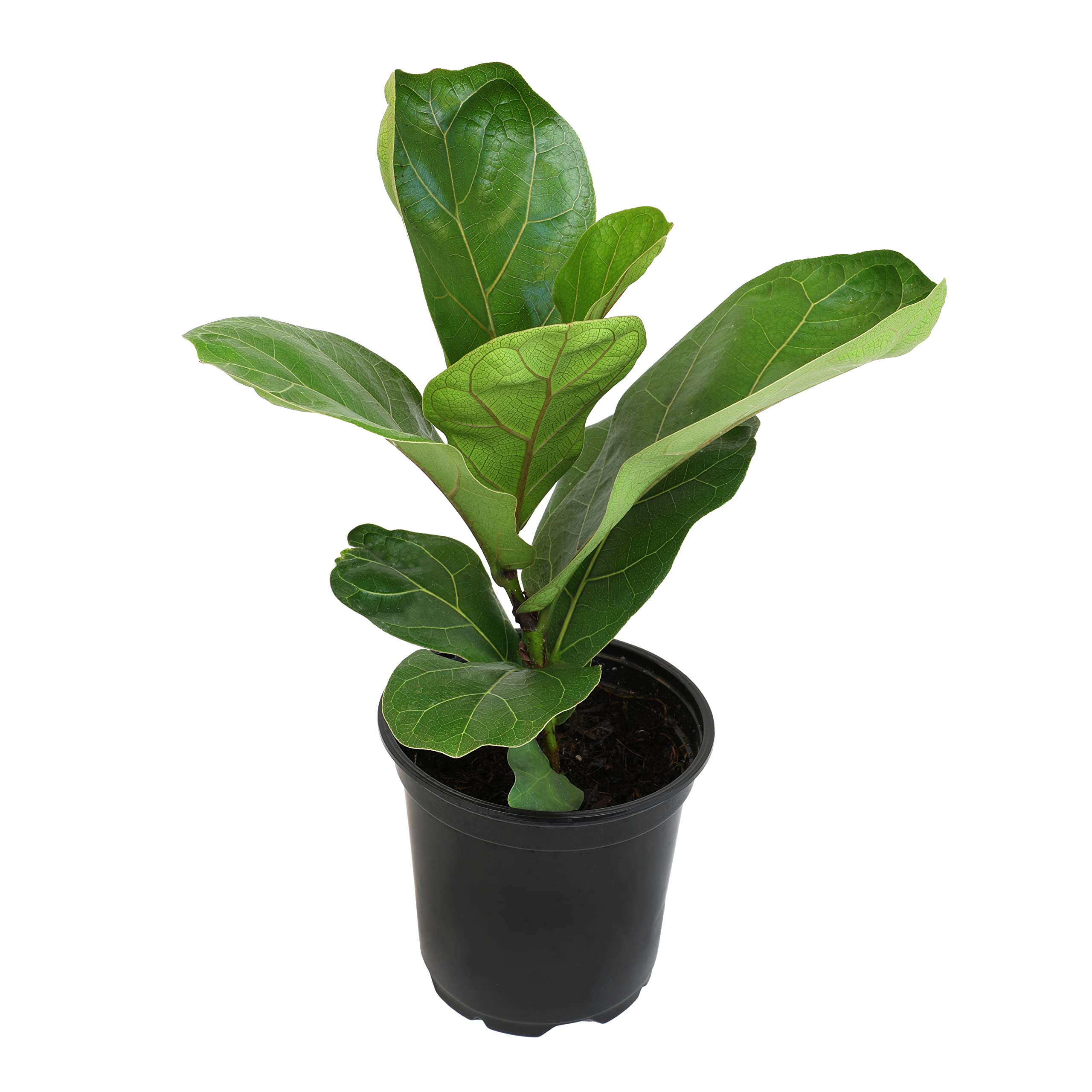 Plants for Pets indoor fig tree decor highlights tall form for corner accents