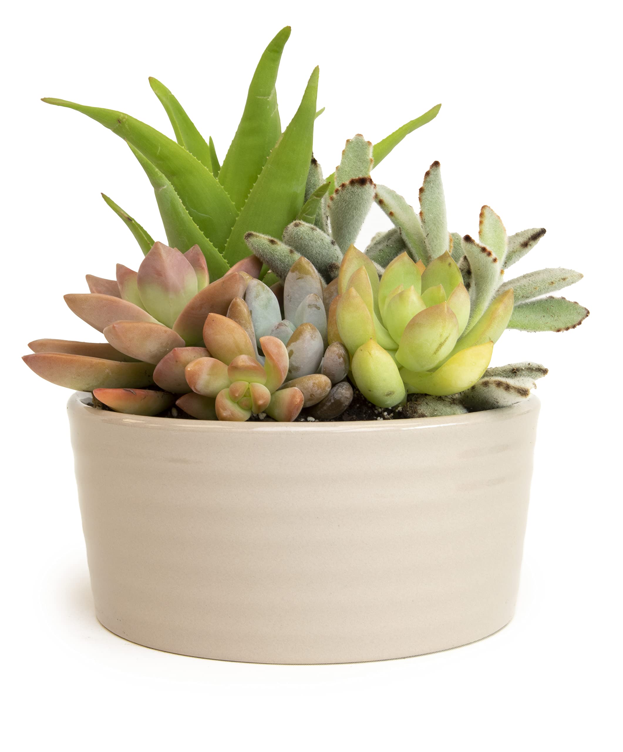 Plants for Pets indoor-outdoor succulents suit sunny patios or cozy living spaces.