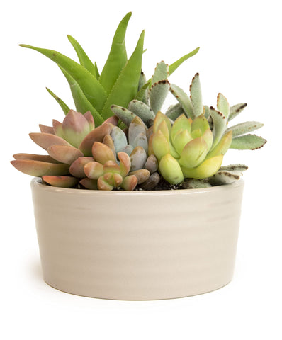 Plants for Pets indoor-outdoor succulents suit sunny patios or cozy living spaces.