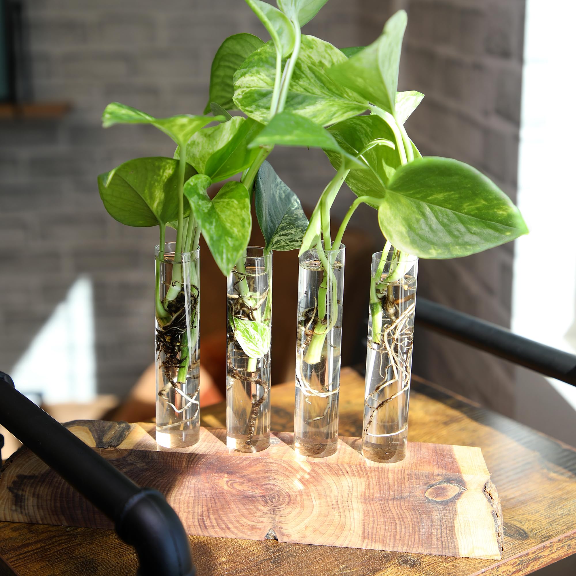 Indoors-friendly plants ideal for desks, stands, and hanging displays.