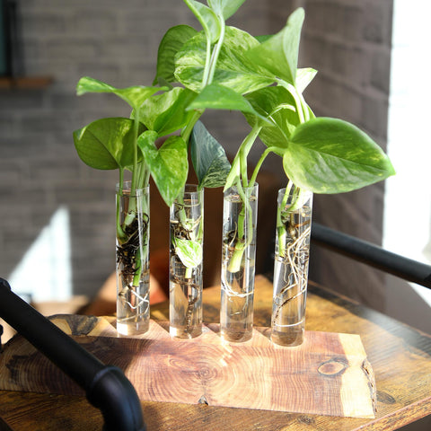 Indoors-friendly plants ideal for desks, stands, and hanging displays.
