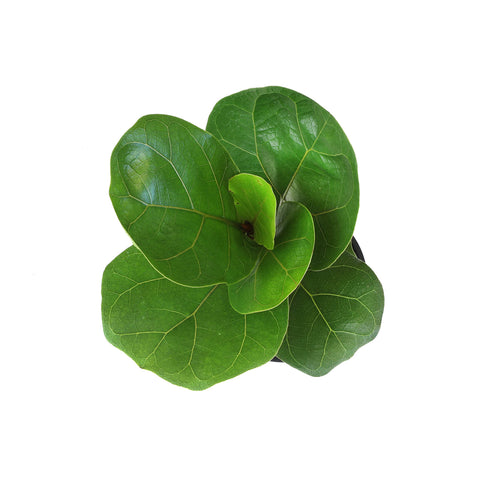 Plants for Pets indoor plant dining room decor featuring elegant fiddle-leaf fig