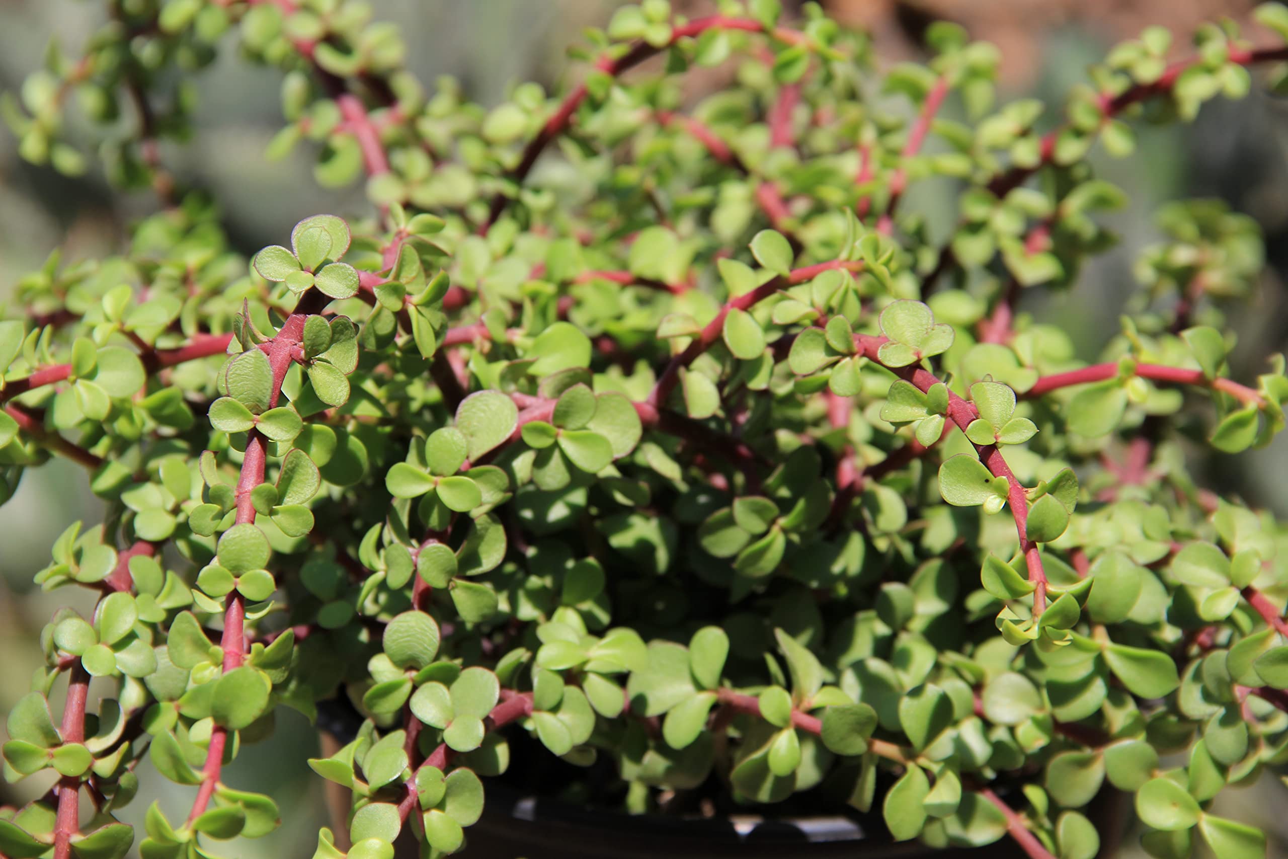 Plants for Pets indoor succulent hanging decor, perfect for shelves and patios.