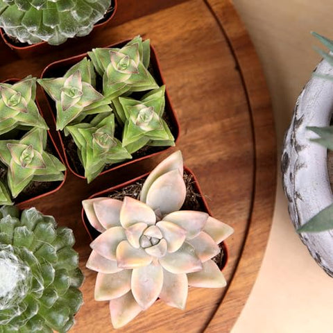 Plants for Pets kalanchoe succulent adds bright foliage to windowsills.