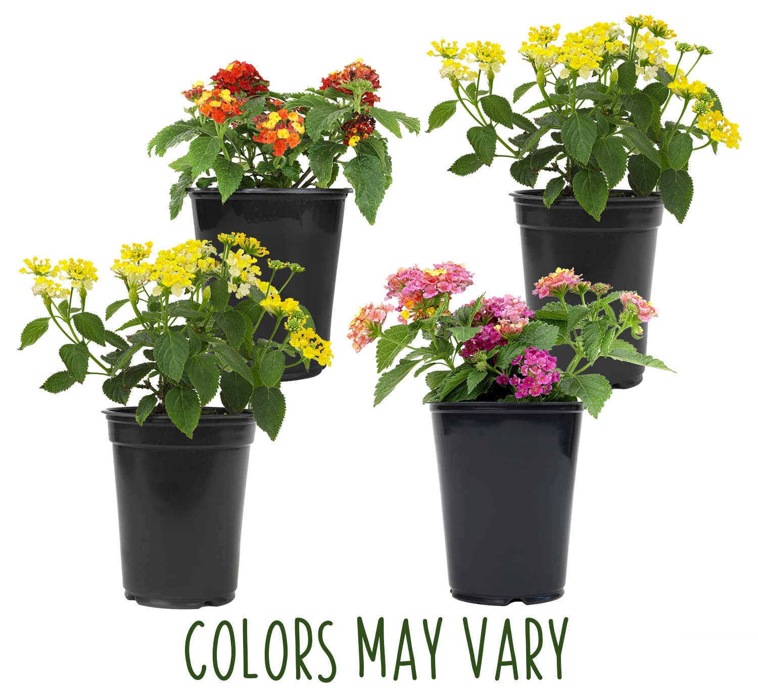 Plants for Pets lantana blooms show red, yellow, and purple varieties.