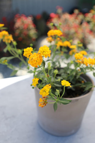 Plants for Pets lantana ideal for borders and edging.