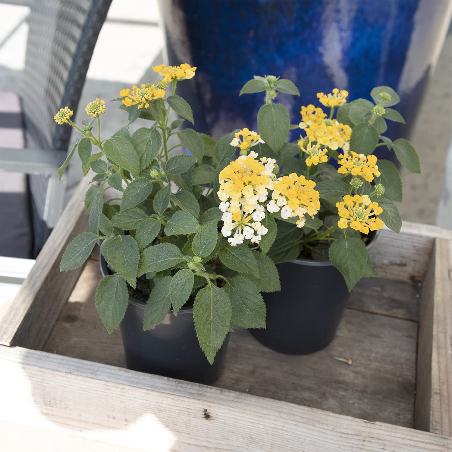 Plants for Pets lantana thriving in containers for decks and patios.