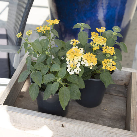 Plants for Pets lantana thriving in containers for decks and patios.