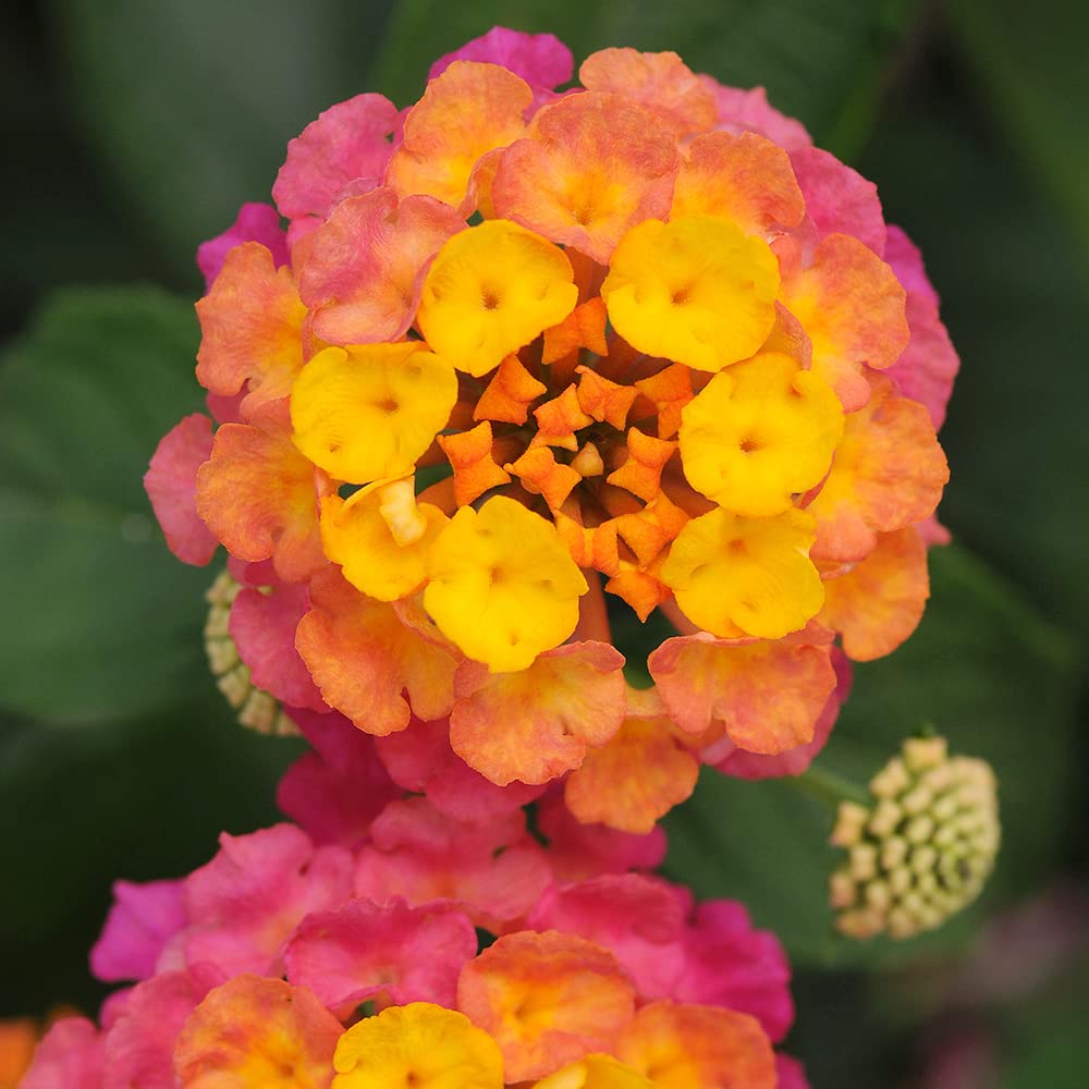 Plants for Pets lantana drought-tolerant once established.