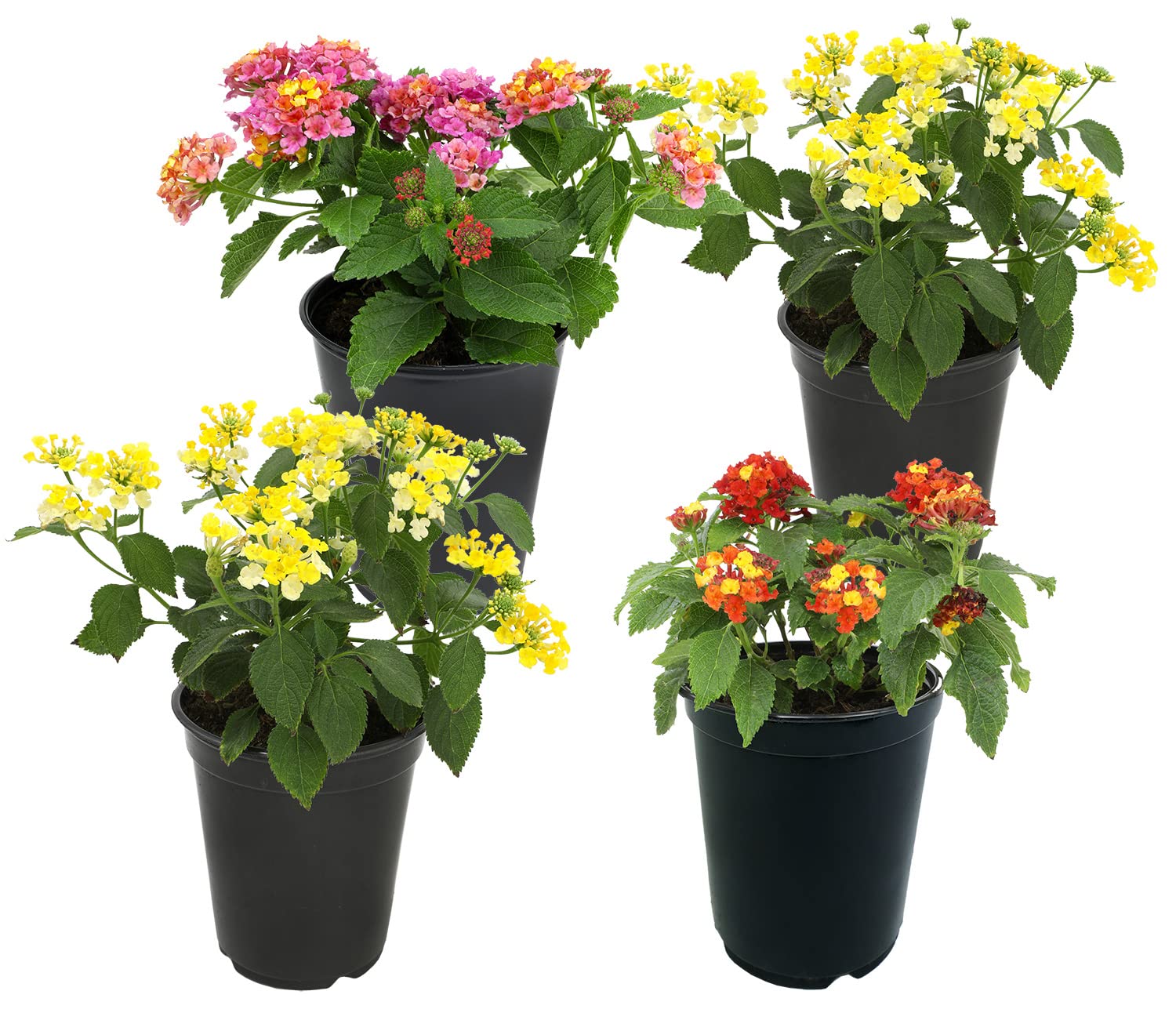 Plants for Pets lantana flower clusters in vibrant colors attract pollinators.