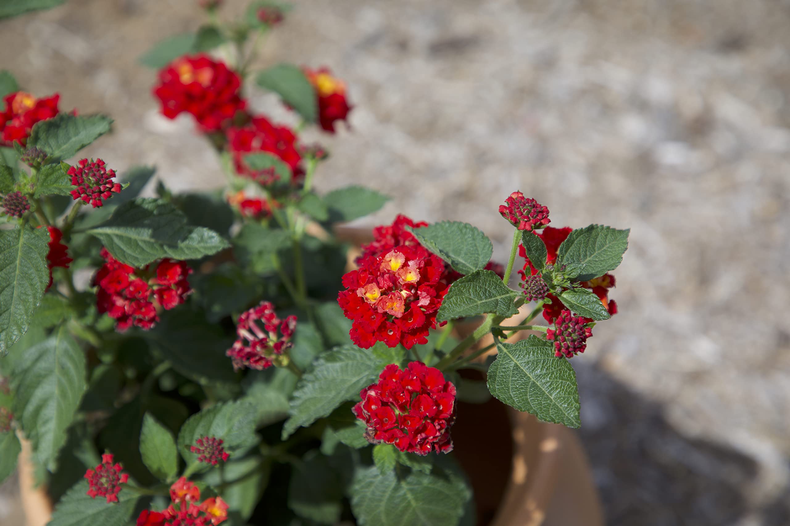 Plants for Pets lantana thrives in full sun for hot climates.