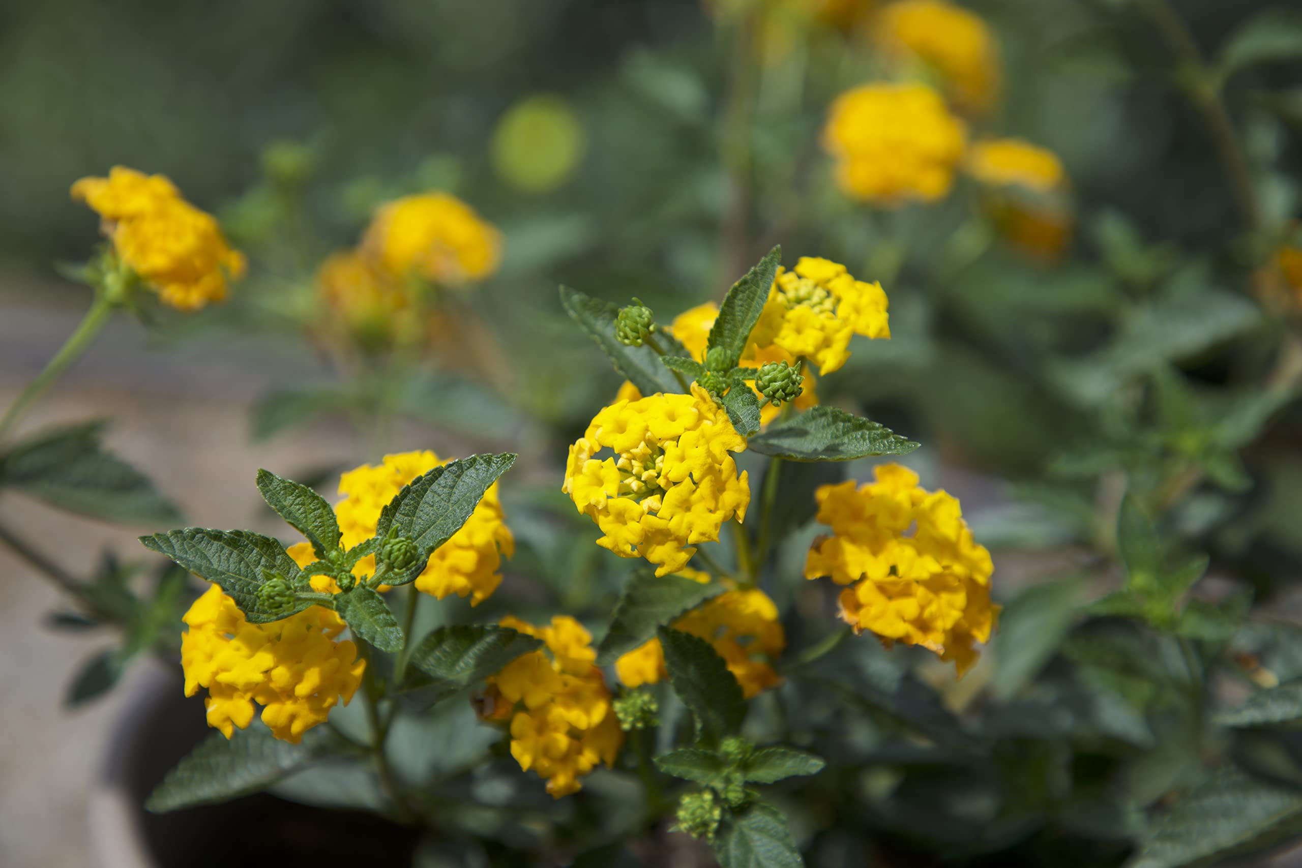 Plants for Pets lantana cascading over walls in hanging baskets.