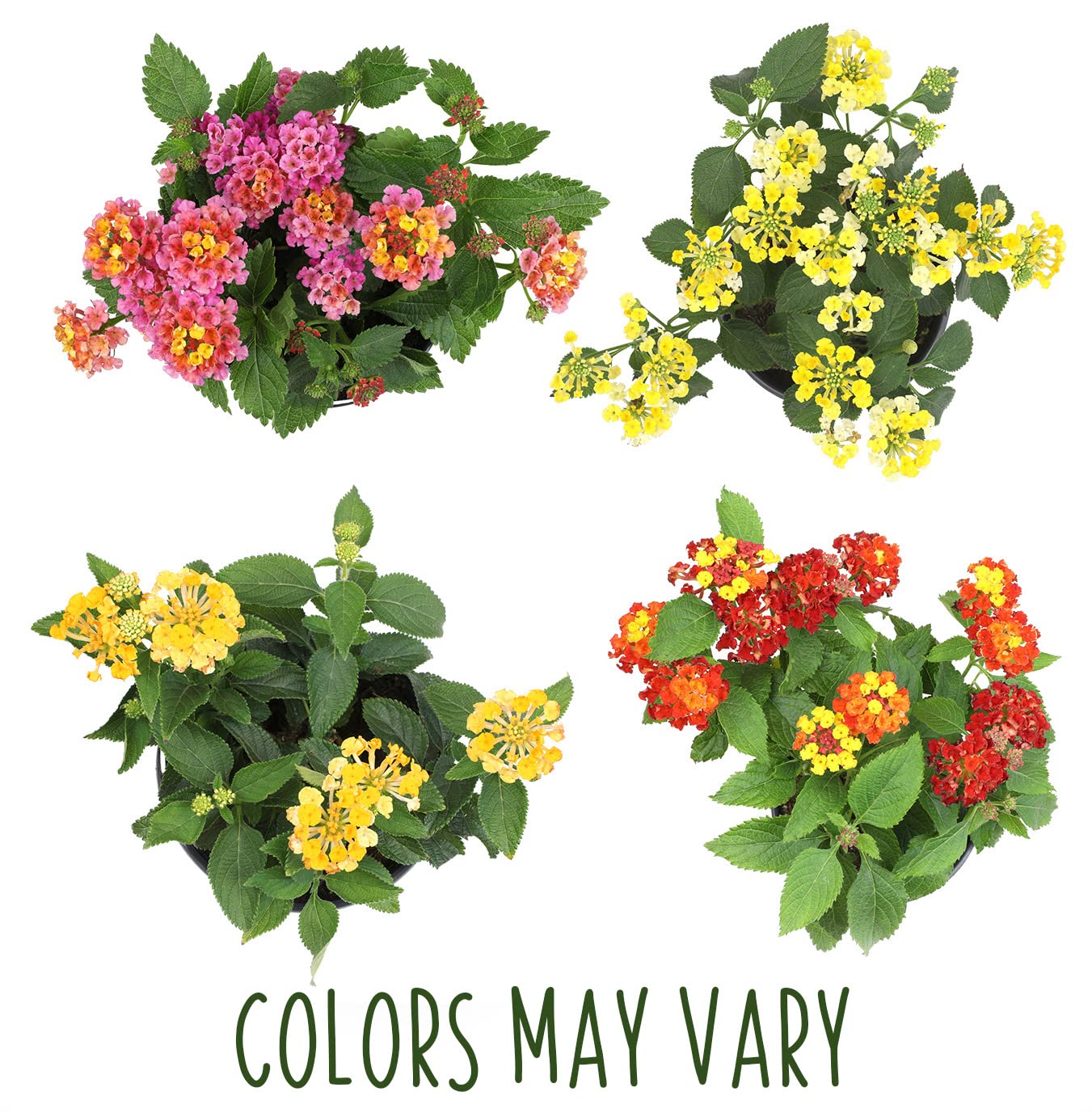 Plants for Pets lantana attracts hummingbirds and bees in sunny gardens.