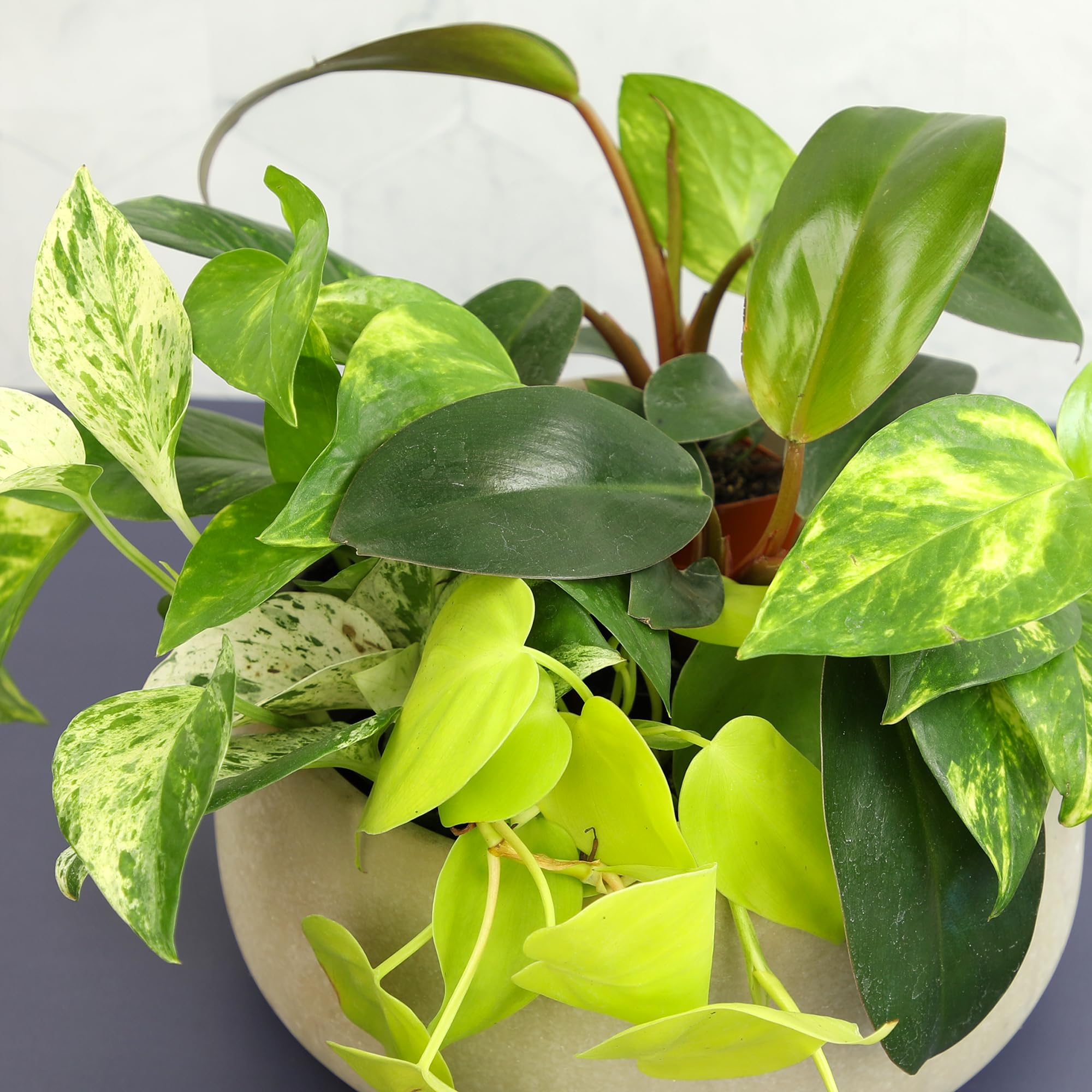 Lemon Lime Neon Philodendron brings bright, cheerful greenery.