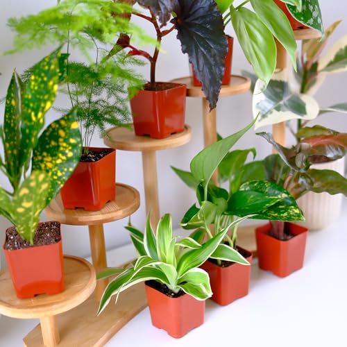 Plants for Pets 2-inch rooted houseplants shipped ready to pot.