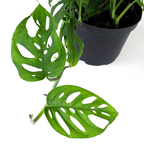 Plants for Pets live indoor plant Adansonii brings tropical texture to rooms