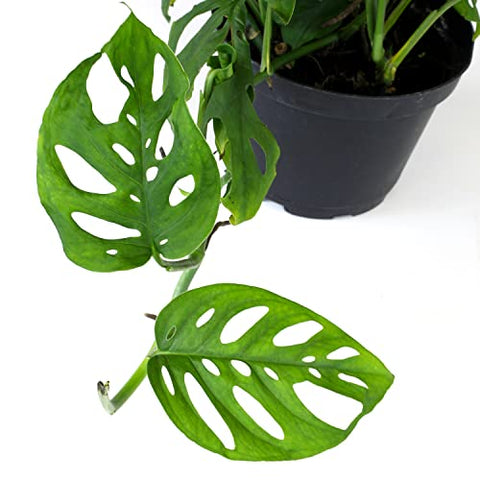 Plants for Pets live indoor plant Adansonii brings tropical texture to rooms