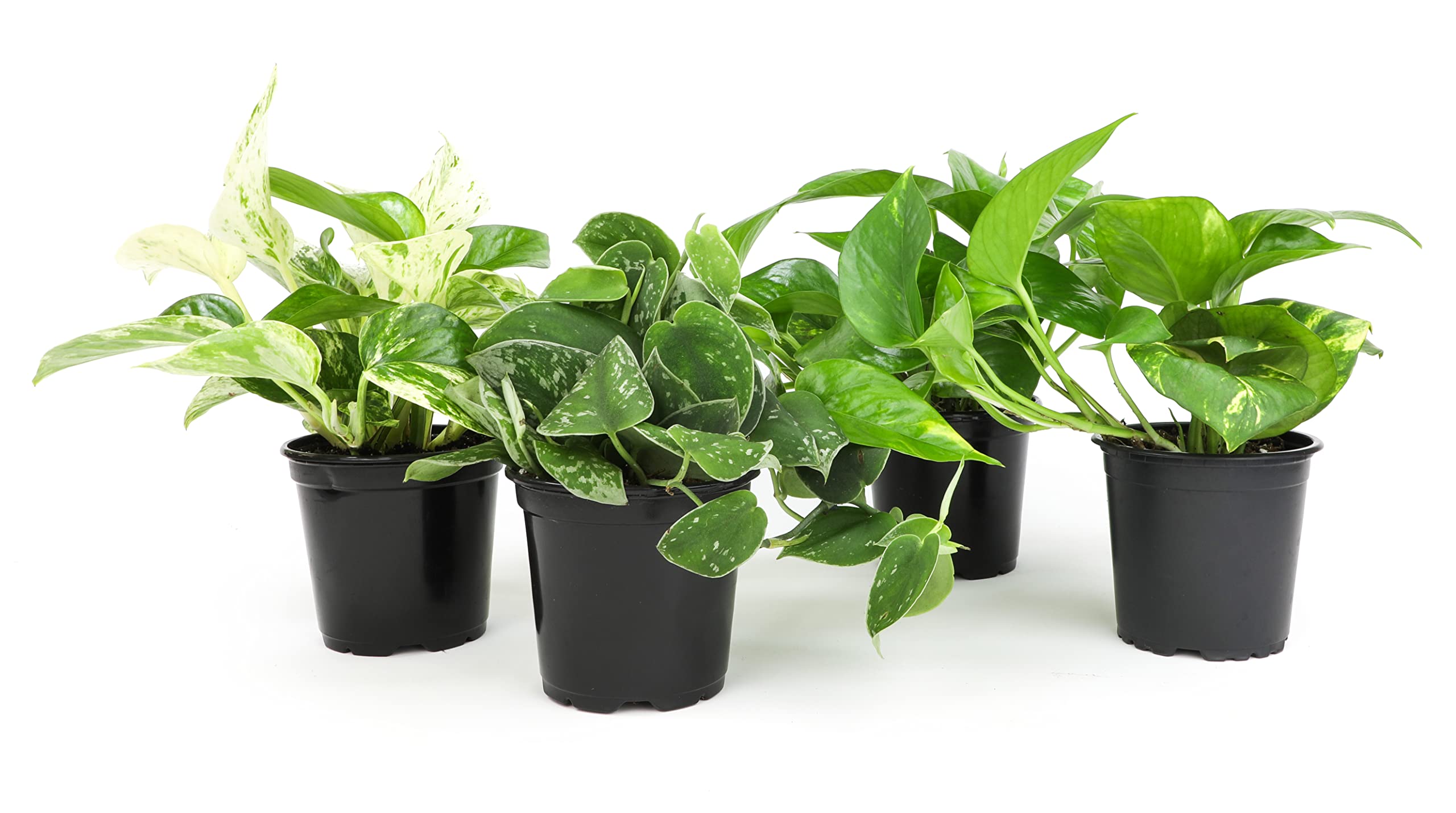 Plants for Pets live pothos 4-pack bundle in 8-10 inch pots for easy indoor greenery
