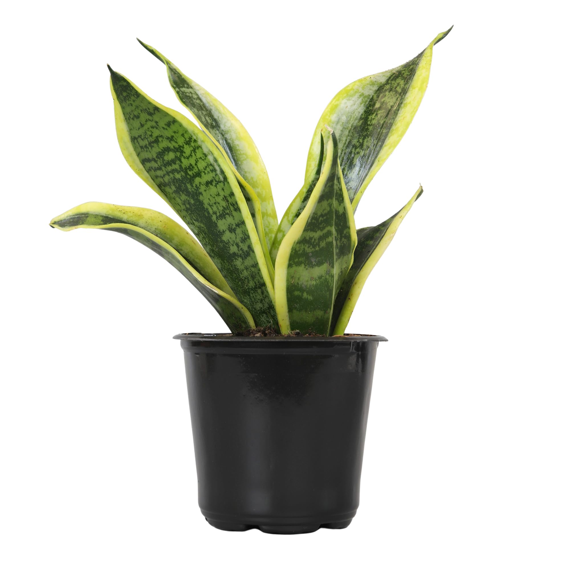 Plants for Pets live snake plant in pot with upright leaves for modern interiors.