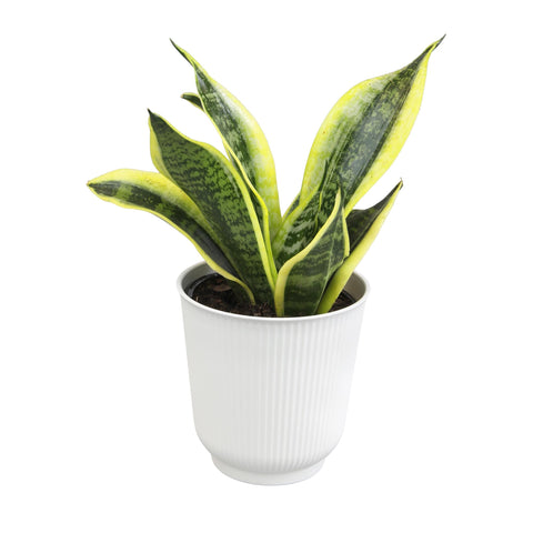 Plants for Pets live snake plant in white decorative pot offers low-maintenance indoor decor.
