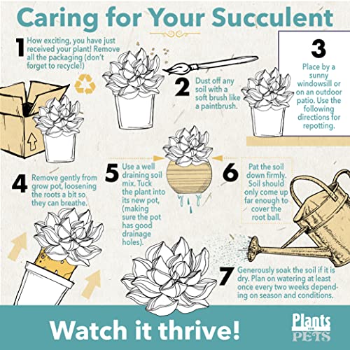 Plants for Pets Live succulent suitable for bright indoor spaces and easy care.