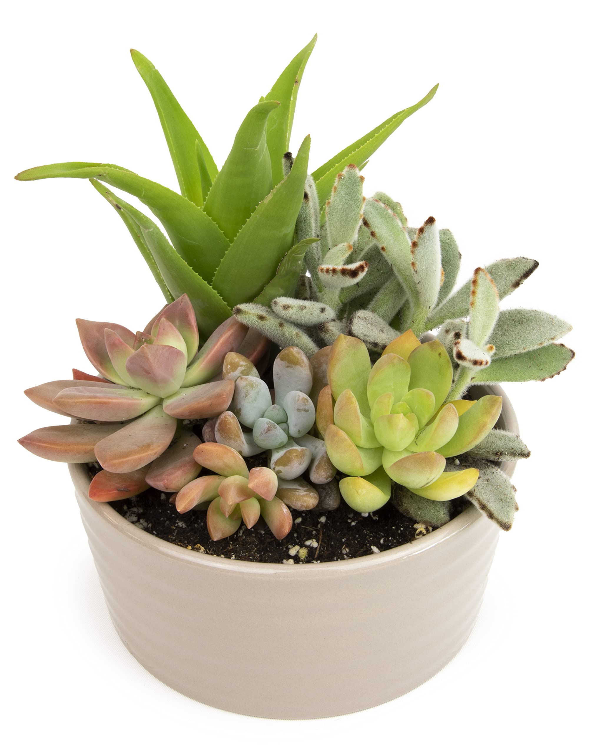 Plants for Pets live succulents in taupe planter ready to display vibrant color.