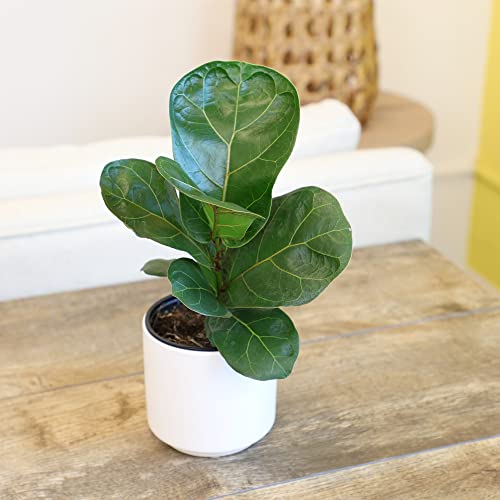 Plants for Pets living room fig tree area adds natural calm to spaces