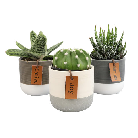 Plants for Pets LoLite cactus and succulents in two-tone pots for easy indoor display.