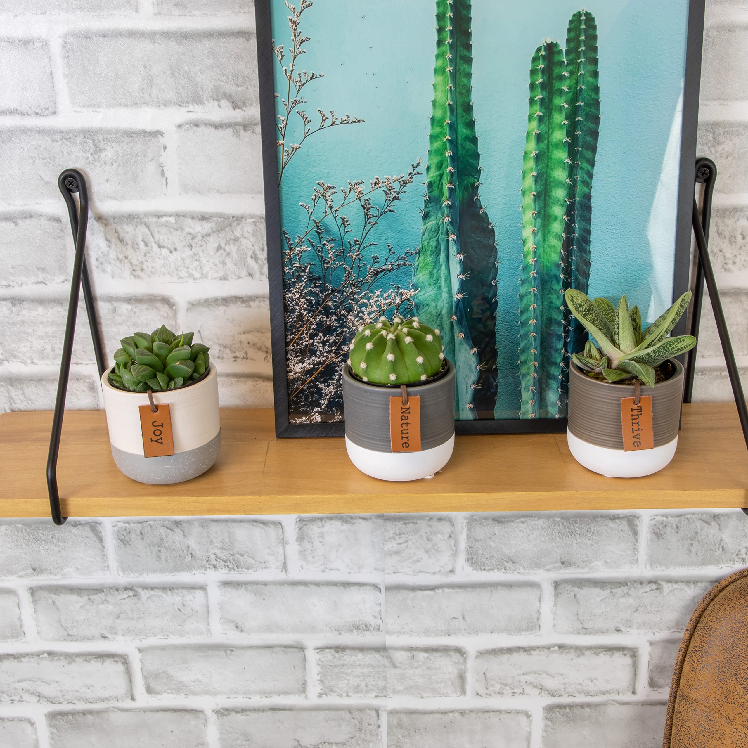 Plants for Pets LoLite drought-tolerant succulents with minimal watering needs.