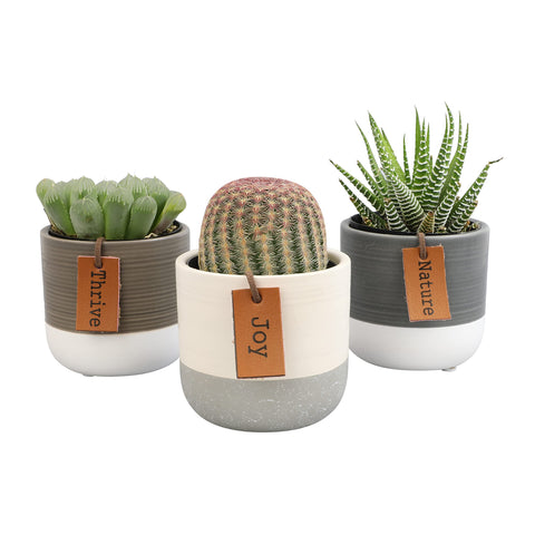 Plants for Pets LoLite easy-care plants suitable for busy homes.