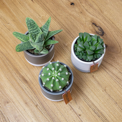 Plants for Pets LoLite Gasteria in ceramic pot with compact greenery.