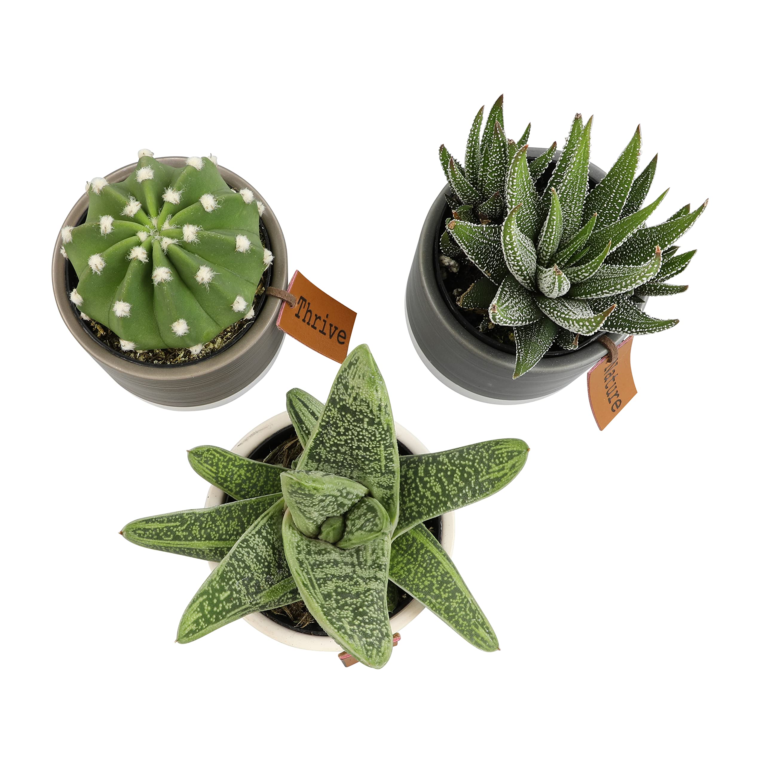 Plants for Pets LoLite growers' choice mix with cactus, Haworthia, and Gasteria.