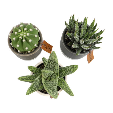 Plants for Pets LoLite growers' choice mix with cactus, Haworthia, and Gasteria.