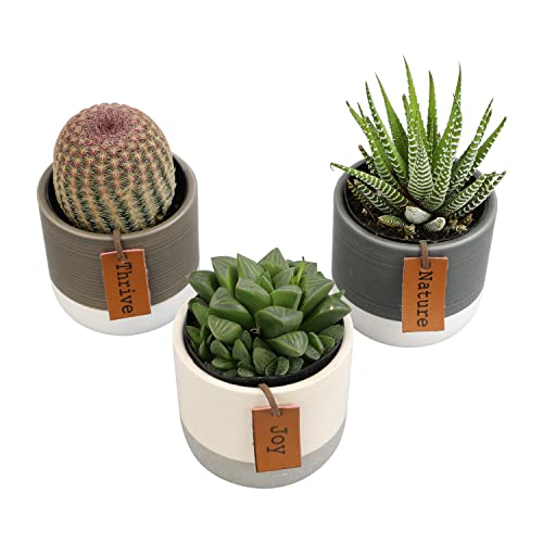 Plants for Pets LoLite indoor-outdoor versatility for sheltered spaces.