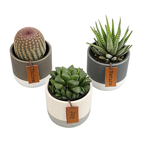 Plants for Pets LoLite indoor-outdoor versatility for sheltered spaces.