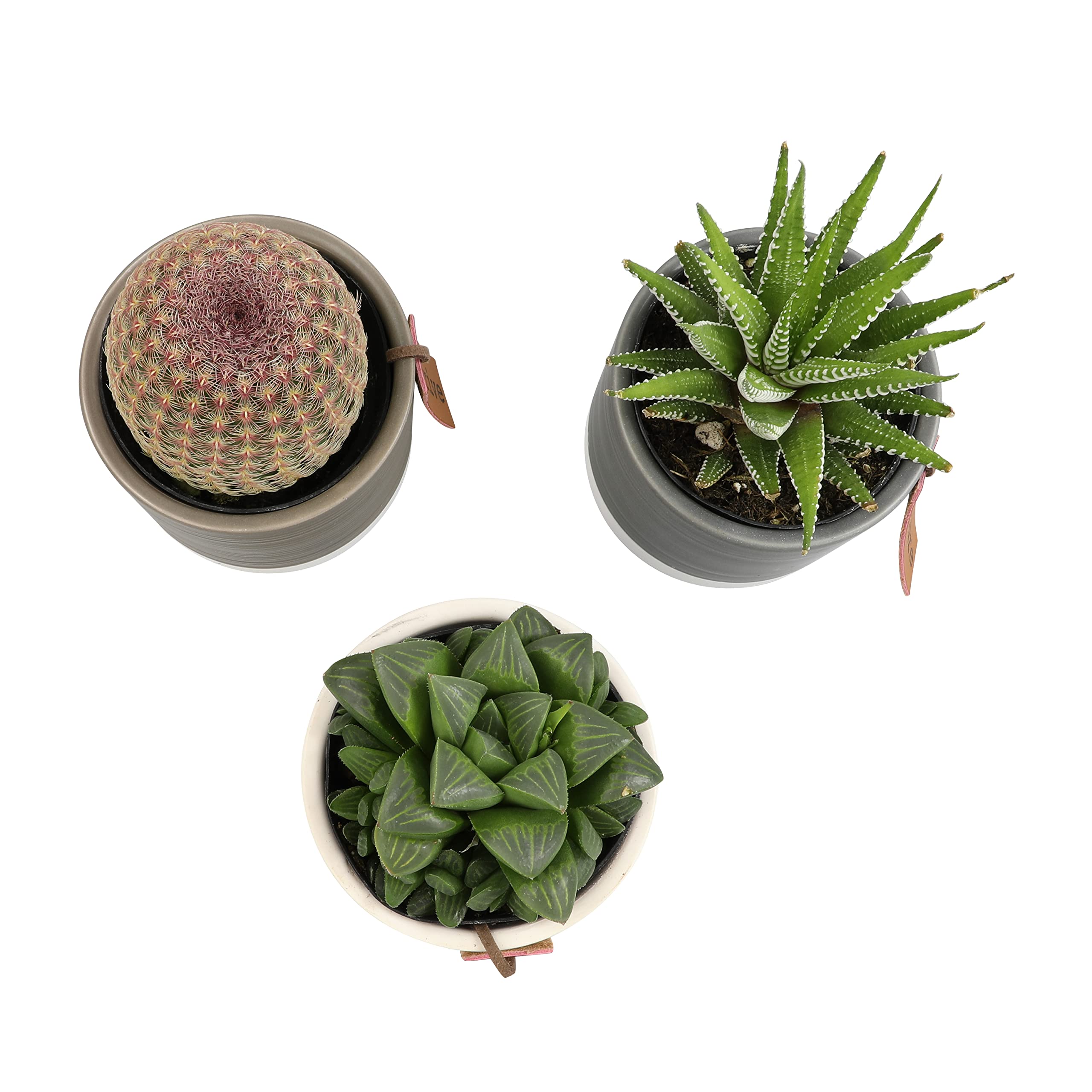 Plants for Pets LoLite low-light plants collection for dim spaces.