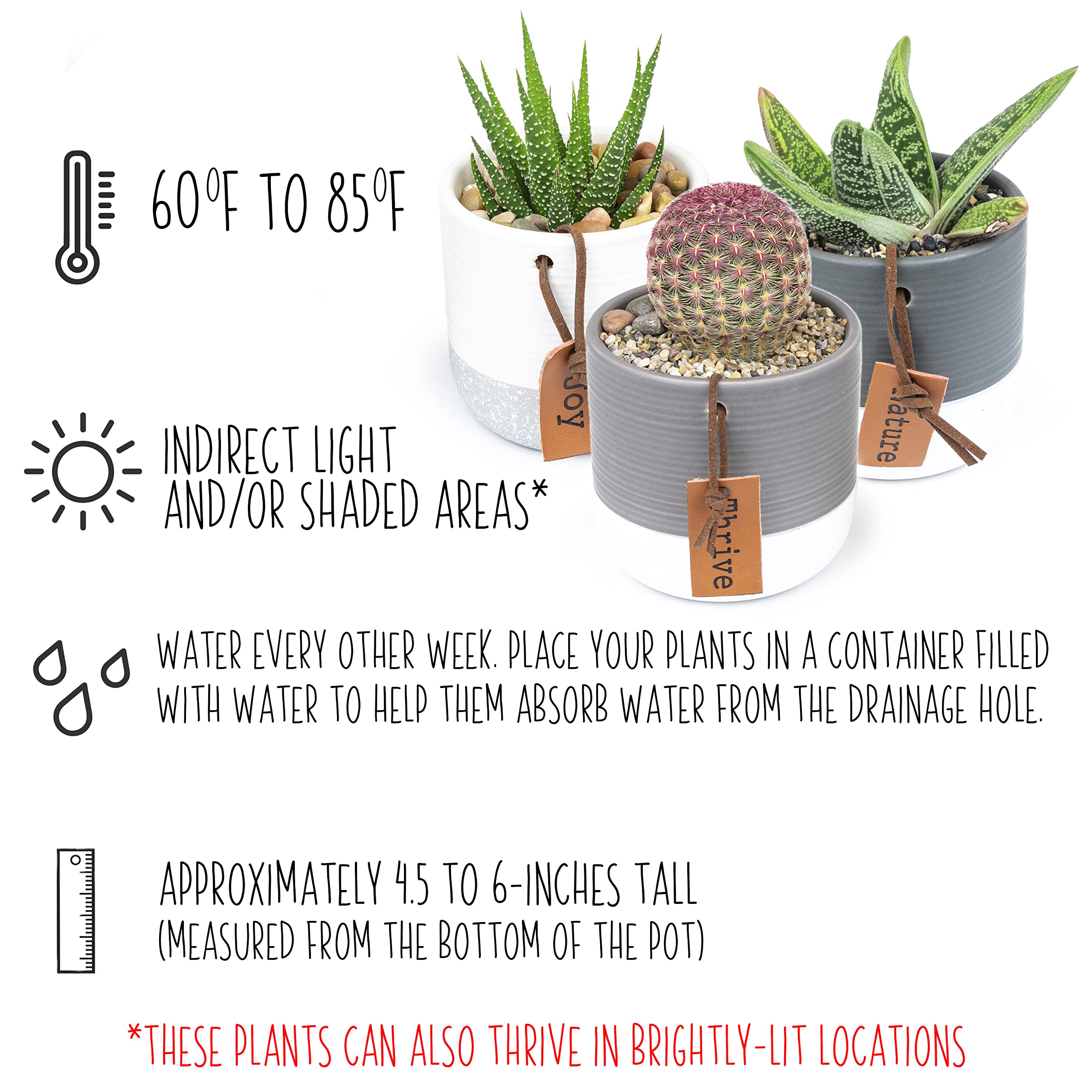 Plants for Pets LoLite succulent gift set ideal for plant lovers.