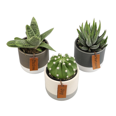Plants for Pets LoLite two-tone ceramic pots framing the succulent trio.